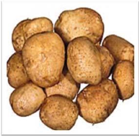 potato Without precaution: Higher probability to pick a larger potato Nutrient