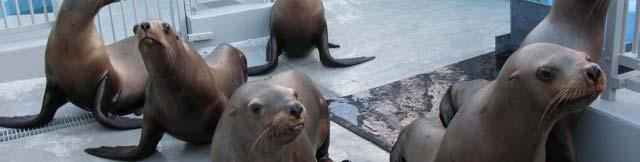 explain the plasticity in the age at weaning Sea lions in