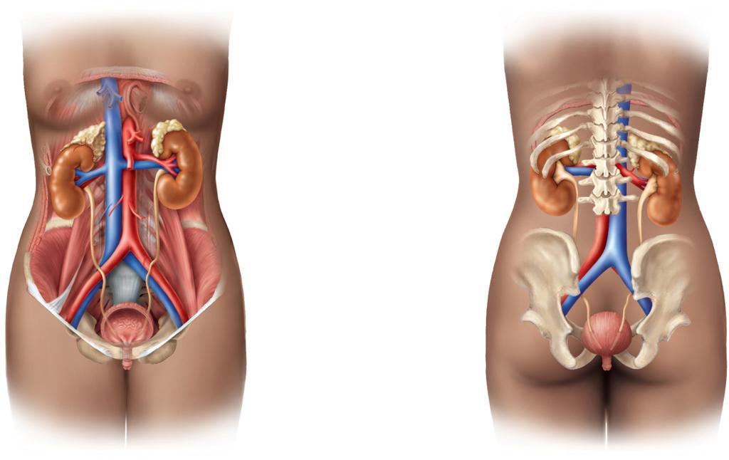 Urinary System Copyright The McGraw-Hill Companies, Inc. Permission required for reproduction or display.
