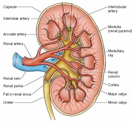 Kidney Structure Capsule Hilum ureter renal pelvis major and minor calyxes renal artery and vein segmental arteries interlobar arteries arcuate