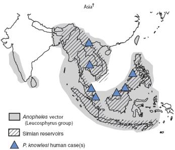 P. knowlesi Geographically confined to Southeast Asia Predominantly infects macaque monkeys First naturally