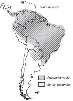 P. simium Recent outbreak of P. simium in Brazil In 2015-2016 over 49 cases of P. vivax reported in in Rio de Janeiro All related to jungle exposure P.