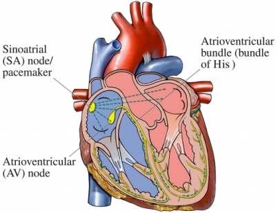 Physiology of Cardiac 3 In an adult with a healthy heart, the heart rate is usually between 60-100 beats per minute.