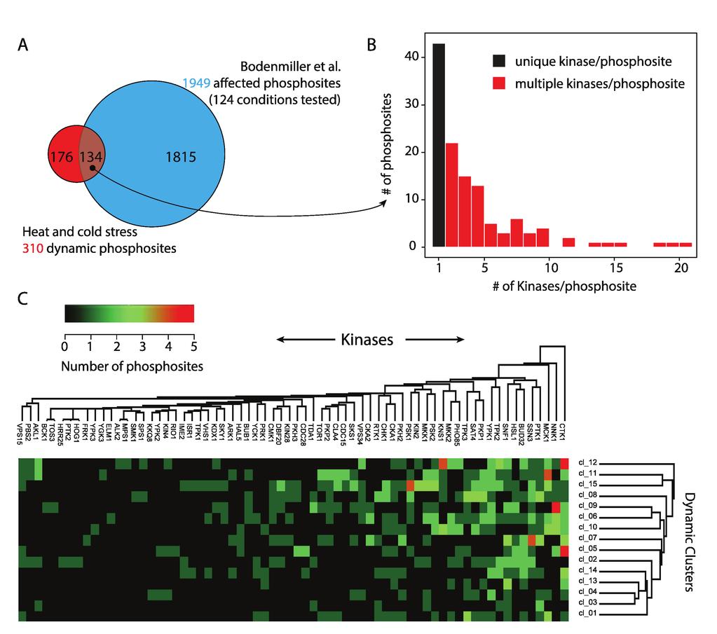 Figure S9. Overlap of dynamic phosphosites with system-wide perturbations of kinases and phosphatases in yeast.