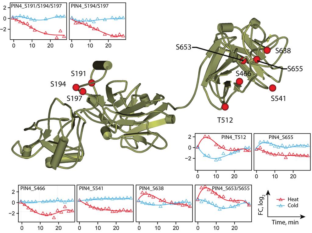 Figure S10. Distribution of dynamic sites within Pin4 structure. I-TASSER (Roy et al, 2010) was used to predict the structure of the RNA binding protein Pin4.