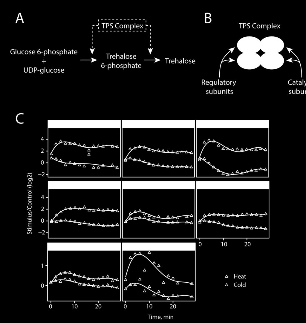 Figure S6. Dynamic changes in protein phosphorylation on the trehalose -6-phosphate synthase (TPS) complex regulatory subunit Tsl1.