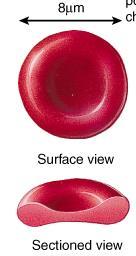 Red Blood Cells or Erythrocytes o Size: 8 microns in diameter o Shape: Biconcave disc increases surface area/volume ratio o Structure: flexible plasma membrane for narrow passages no nucleus or other