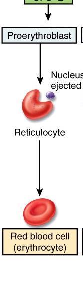 Erythropoiesis: Production of RBCs o Erythropoiesis: Erythrocyte formation, occurs in adult red bone marrow of certain bones. o The main stimulus for erythropoiesis is hypoxia.