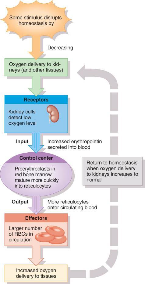 Feedback Control of RBC Production Kidney response to hypoxia release erythropoietin speeds up development of proerythroblasts into