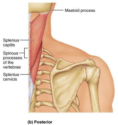 Muscles of the Neck: Head