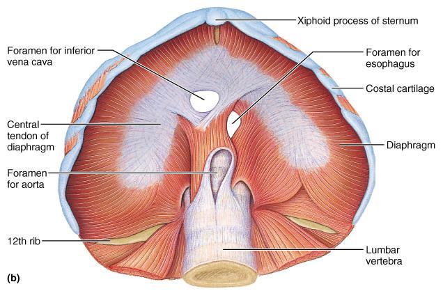 Muscles of the Thorax: Resp.
