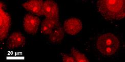 The viability of MCF-7 and HeLa cells after incubating with