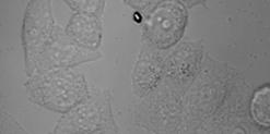 Cells imaging properties of the R-CDs in living HeLa cells.