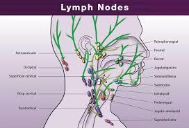 Lymph Nodes of Head & Neck Physiology Major lymph node groups located