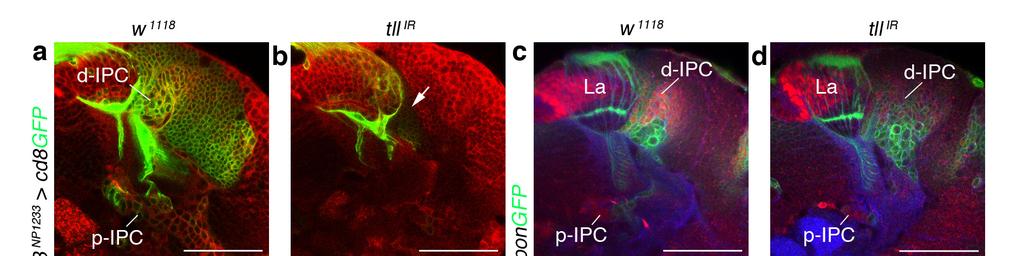 Supplementary Figure 4 Knockdown of tailless (tll) affects early p-ipc development.