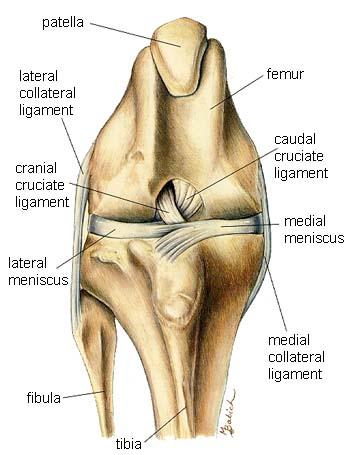 Problem Statement: Arthritis in canines often leads to joint degeneration and rupture of the Anterior Cruciate Ligament (ACL).