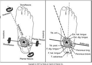 sensation first web space anterior compartment and deep peroneal nerve involvement dorsal foot, exclusive of the first web space lateral compartment and the superficial peroneal nerve plantar foot