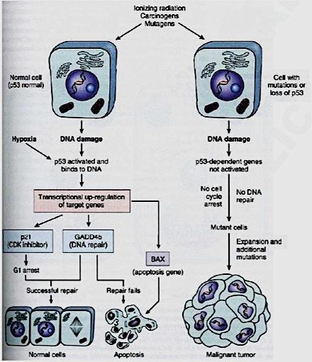 target genes No cell cycle arrest No DNA repair p21 (CDK inhibitor) G1 arrest GADD45 (DNA repair) BAX (Apoptosis gene)