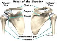 This means that it typically recovers fully. The axillary nerve is very short, so even a severe injury can heal rather quickly. The shoulder joint is supported by many muscles.