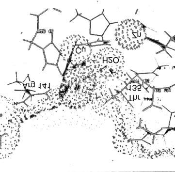 Peters S. S. CuZnSOD 4 Figure 1. Four representations of CuZnSOD s active site are shown above.