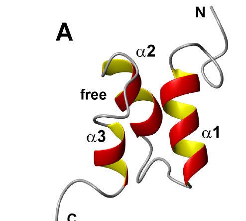 mechanism free p62