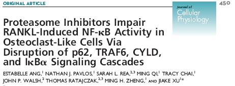 Mechanism of action of velcade in MM - appears to impinge on the RANK-NF-κB