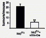 Colitis-Associated Cancer Is Reduced By Deleting IKKß From Intestinal