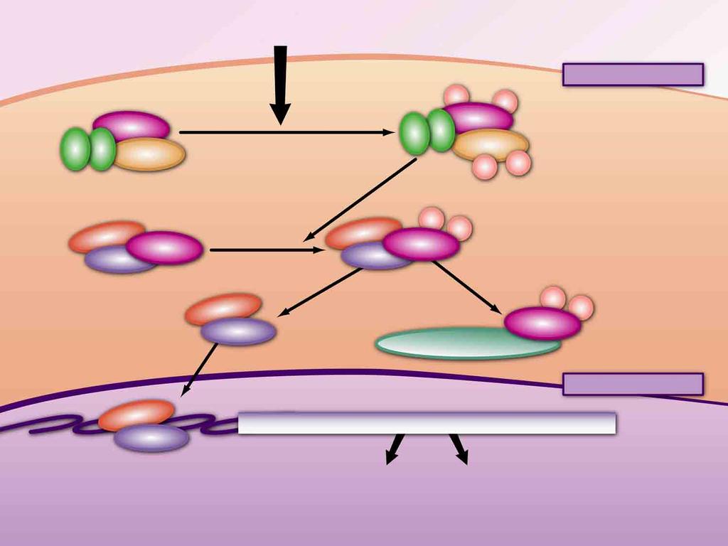 Cytokines Bacterial/viral infection Stress Cytoplasm IKK complex IKK1 IKK2 NEMO NEMO P P IKK1 IKK2 P P NF-κB:IκB P65 P50 IκB P65 P50 IκB P P Ub-Ub-Ub-Ub-Ub-Ub NF-κB P65 P50 265 proteasome IκB P P