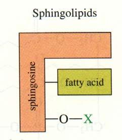 Lipids Sphingolipids are membrane lipids that are based upon the core structure of sphingosine, a long chain amino alcohol sphingosine is linked with a fatty acid (amide linked) to give ceramide The