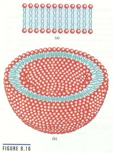 Membranes Membranes surround all cells and organelles 2 membranes surround