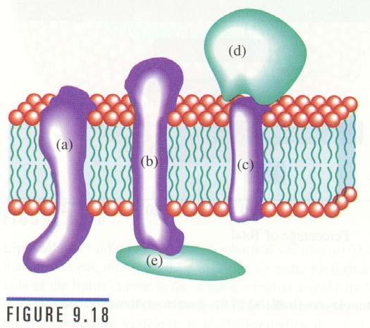 Membranes Membrane are comprised of proteins embedded in a fluid bilayer integral membrane proteins peripheral membrane proteins Integral membrane proteins hydrophobic amino acid residues interact