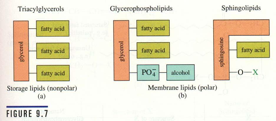 Lipids Lipids belong to several classes nomenclature based upon soap making Saponifiable lipids ester