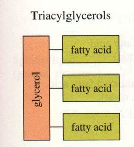 Lipids Triacylglycerols are made up