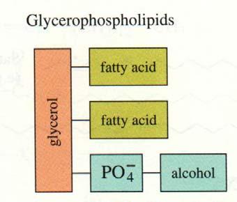 Lipids Phosphoacylglycerols (phosphoglycerides) are membrane lipids that are based upon the core structure of phosphatidic acid glycerol esterfied to 2 fatty