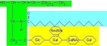 Glycolipids Glycolipids: Structure: Sphingosine 1 FA 1 Phosphoric Acid Carbohydrate Sphingosine P 4 Fatty acid Carbohydrate