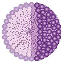 Micelles and Liposomes Micelles: Formed from FA Polar head
