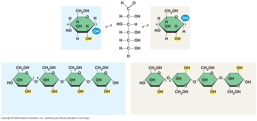 Structural Polysaccharides Cellulose Polysaccharide major component of plant cell walls also polymer of glucose glycosidic linkages differ The difference is based on two ring forms for glucose: alpha