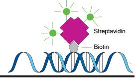 Probes: revelation DNA target probe Cy 3 biotin avidin - FITC digoxigenin avidin - FITC anti-avidin biotinylated