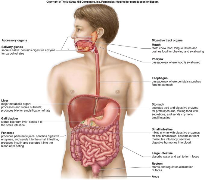 An overview of the digestive system mouth pharynx