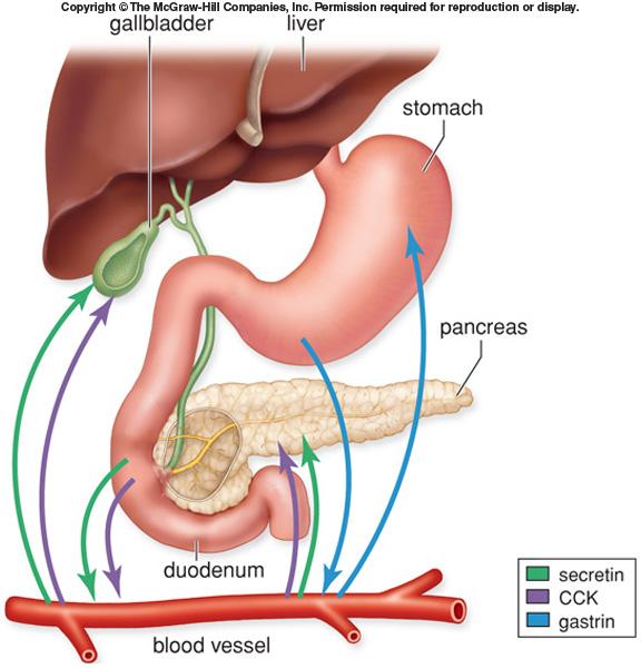 How do hormones control digestive gland secretions? Nervous (smell..ect) Hormonal: Gastrin (protein rich food in stomach) increase gastric glands secretion.