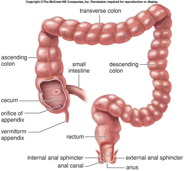 Includes the cecum, colon, rectum and anal canal Larger in diameter (6.5 cm compared to 2.