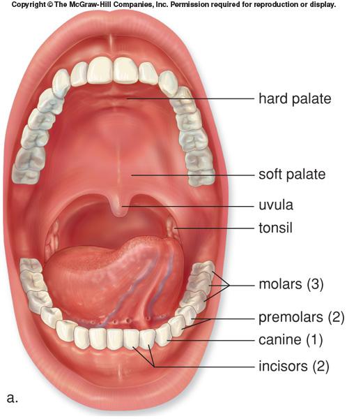 Anatomy of the mouth Lips: Poorly keratinized skin.