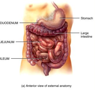 Small Intestine Duodenum First part of the small Site of most digestion Chyme from the stomach mixes with