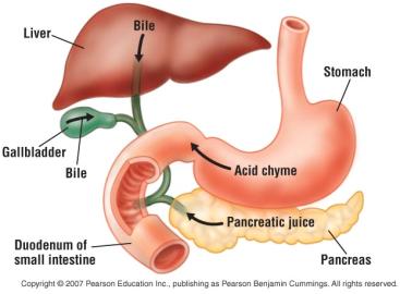 nutrients Juice that neutralizes stomach acids in the duodenum secreted by the The liver secretes, which: Is