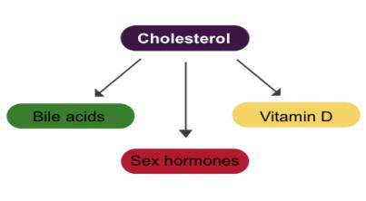 Used to make: LDL & DL Cholesterol DL delivers cholesterol to liver for