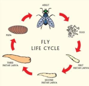 BACTERIA LIFE CYCLE It s so fast, it lives for 24 hours.
