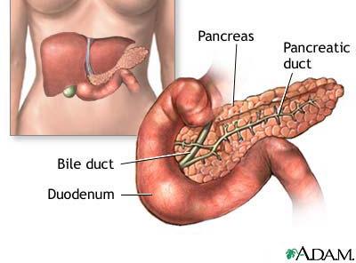 PANCREAS Structure of the pancreas: The pancreas produces PANCREATIC JUICE that is then secreted into a pancreatic
