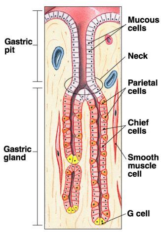 (3) Endocrine cells: specifically gastrin cells, for the hormone they produce and release restricted to deepest parts of glands of one