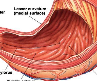 (c) Mucosa: very folded; folds longitudinally oriented and called rugae. 1.