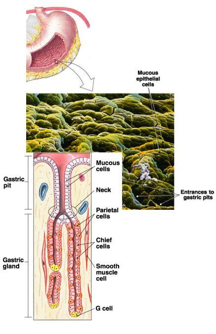3. Mucosal glands common compound (branched) tubular glands extending into deeper parts of mucosa, from pits; not acinar wall of